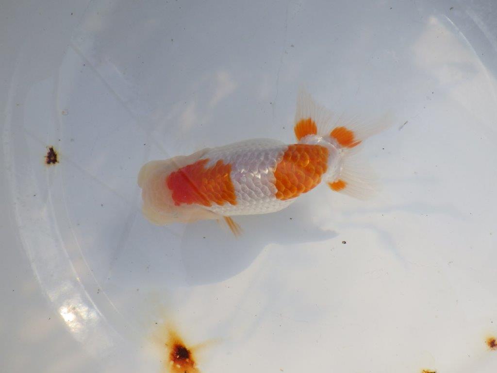 【愛知 山本 氏】綺麗なカナコ系更紗明け二歳らんちゅう 約13㎝ オス?