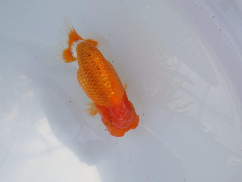 【愛知 山本 氏】飼い込みお勧め明け二歳らんちゅう 約14㎝ オス？