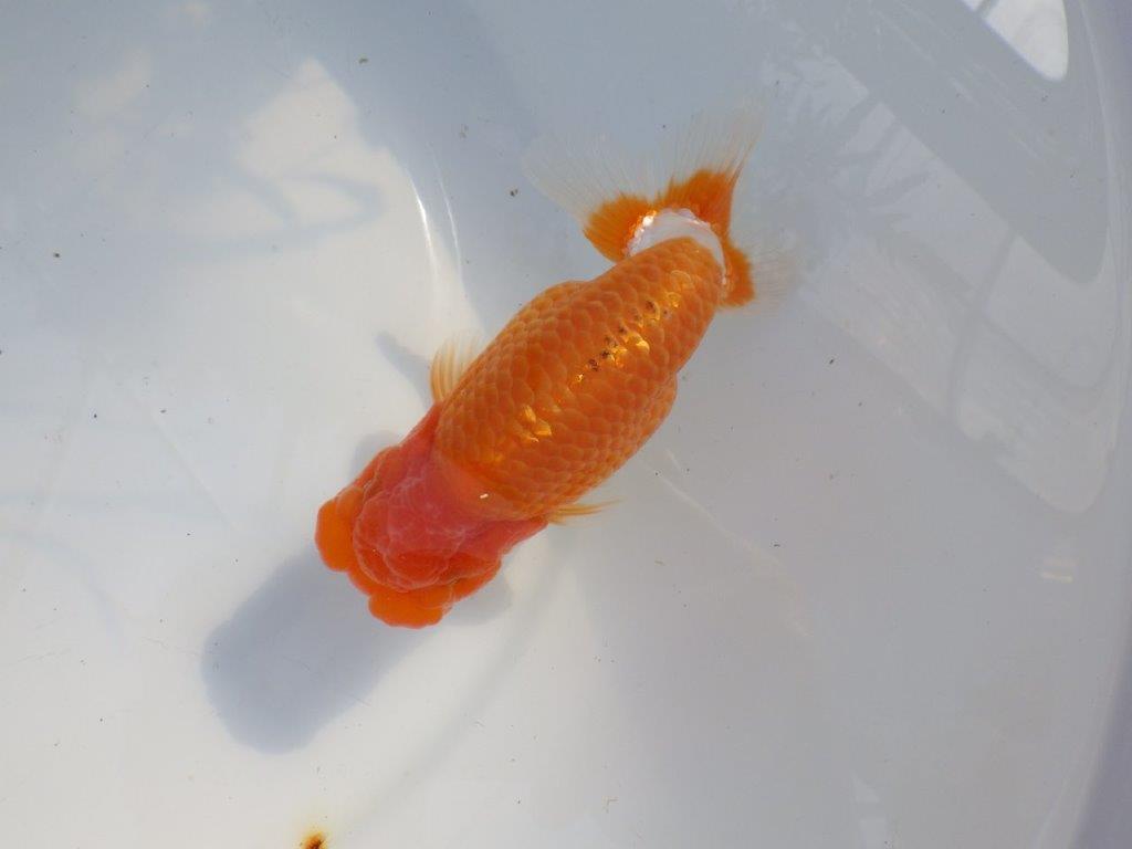 【愛知 山本 氏】飼い込みお勧め明け二歳らんちゅう 約14㎝ オス？