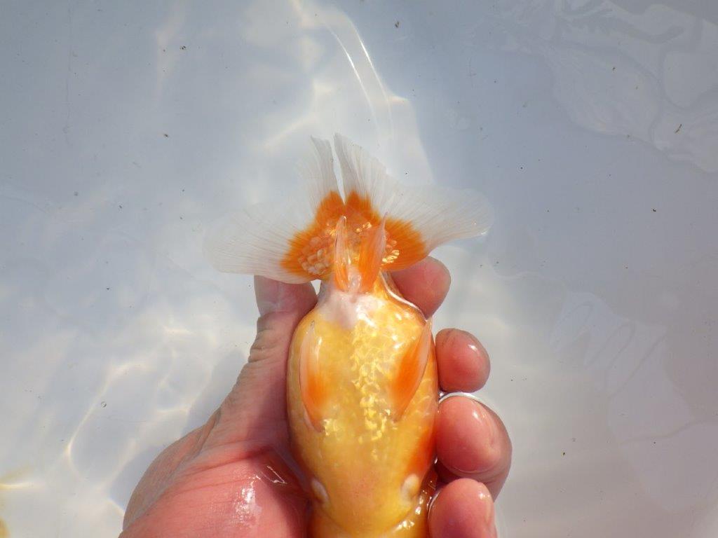 【愛知 山本 氏】飼い込みお勧め明け二歳らんちゅう 約14㎝ オス？