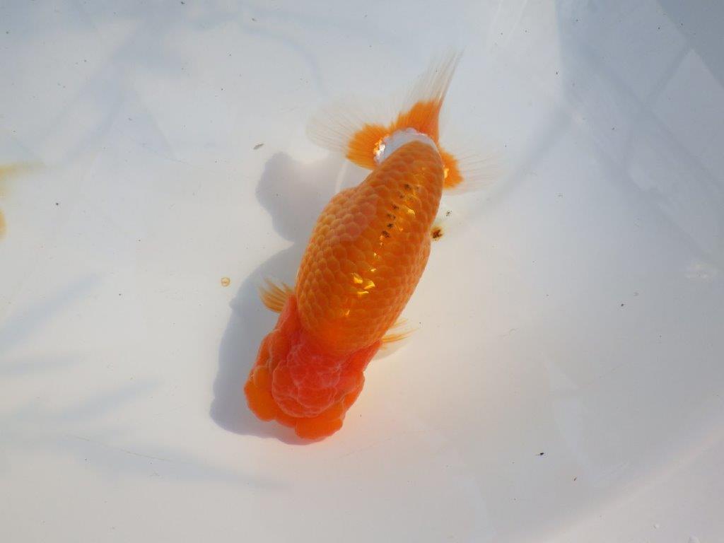 【愛知 山本 氏】飼い込みお勧め明け二歳らんちゅう 約14㎝ オス？