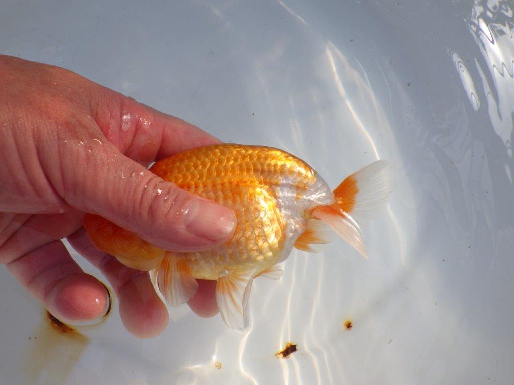 【愛知 山本 氏】飼い込みお勧め明け二歳らんちゅう 約14㎝ オス？