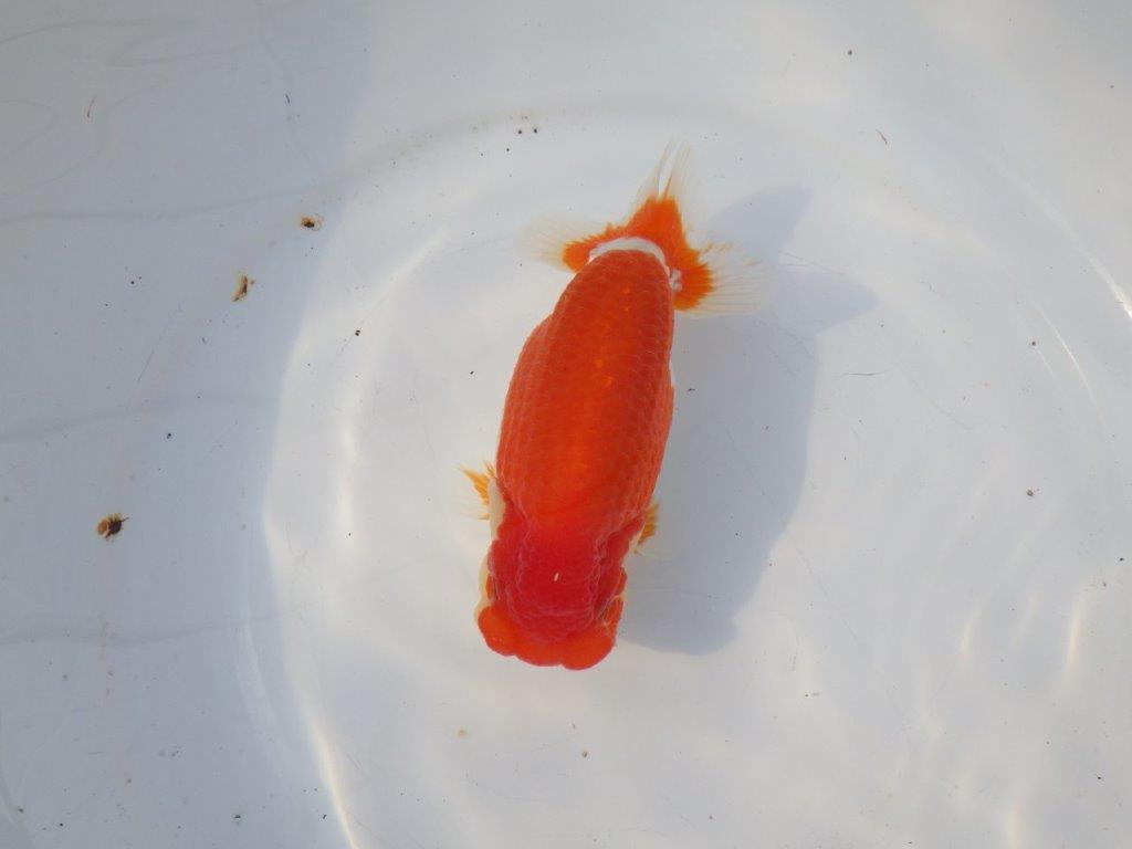 【浜松 鈴木克己 氏】目指せ品評大会！！明け二歳らんちゅう 約15㎝ メス？