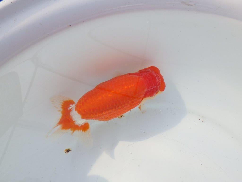 【浜松 鈴木克己 氏】目指せ品評大会！！明け二歳らんちゅう 約15㎝ メス？