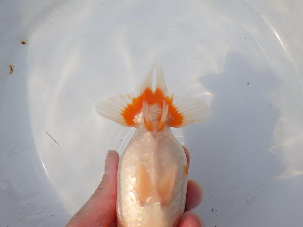 【浜松 鈴木克己 氏】目指せ品評大会！！明け二歳らんちゅう 約15㎝ メス？