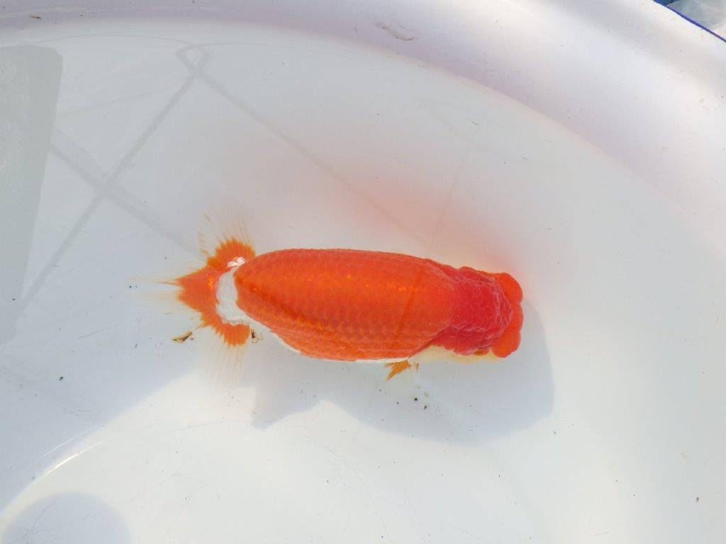 【浜松 鈴木克己 氏】目指せ品評大会！！明け二歳らんちゅう 約15㎝ メス？