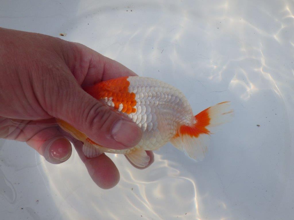 【浜松 鈴木克己 氏】サイズアップで品評大会！！明け二歳らんちゅう 約13㎝ オス？