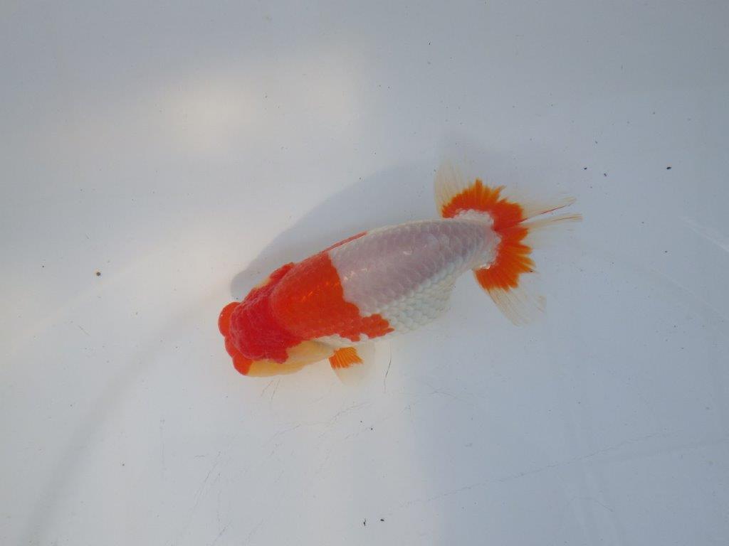 【浜松 鈴木克己 氏】サイズアップで品評大会！！明け二歳らんちゅう 約13㎝ オス？