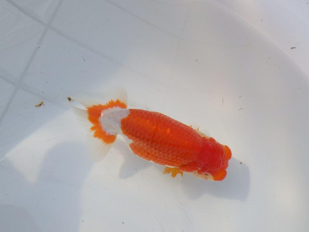 【浜松 鈴木克己 氏】品評大会にむけて！！明け二歳らんちゅう 約15㎝ メス？