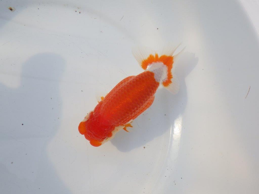 【浜松 鈴木克己 氏】品評大会にむけて！！明け二歳らんちゅう 約15㎝ メス？