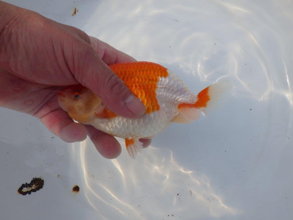 【浜松 鈴木克己 氏】品評大会にむけて！！明け二歳らんちゅう 約15㎝ メス？