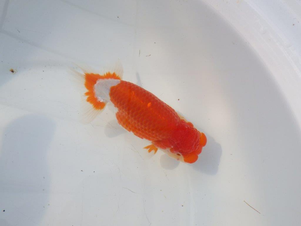 【浜松 鈴木克己 氏】品評大会にむけて！！明け二歳らんちゅう 約15㎝ メス？