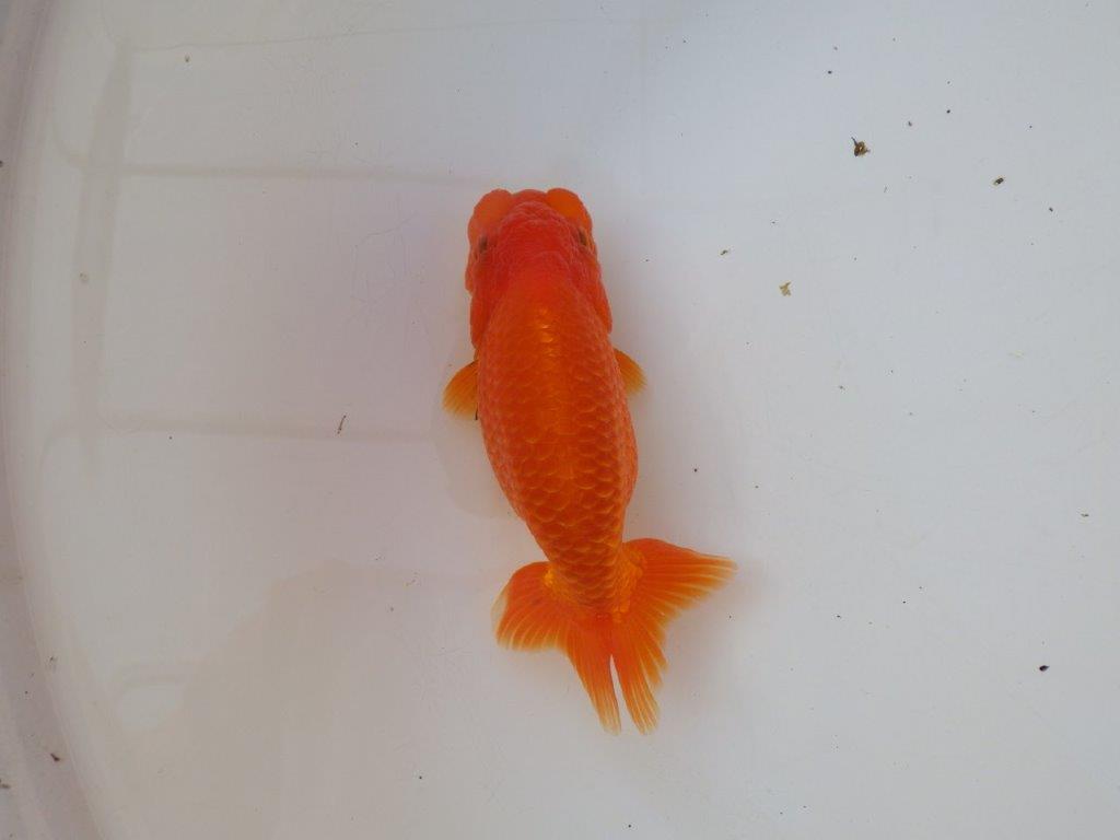 【愛知 小早川義幸 氏】水槽映え背が綺麗な明け二歳らんちゅう 約14㎝ メス？