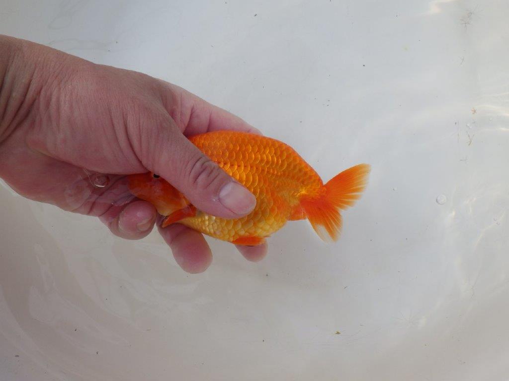 【愛知 小早川義幸 氏】水槽映え背が綺麗な明け二歳らんちゅう 約14㎝ メス？