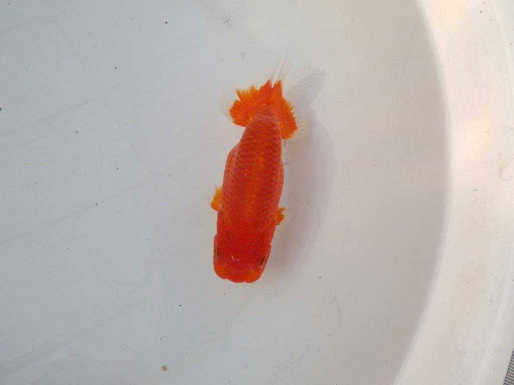 【愛知 小早川義幸 氏】すなおな良い魚！明け二歳らんちゅう 約14㎝ メス？