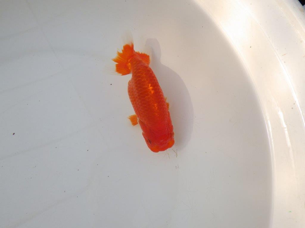 【愛知 小早川義幸 氏】すなおな良い魚！明け二歳らんちゅう 約14㎝ メス？