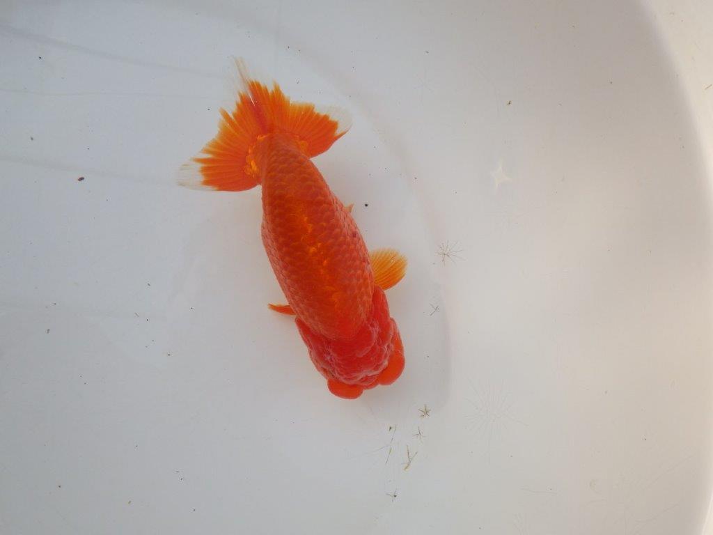 【愛知 小早川義幸 氏】タネにお勧め！！明け二歳らんちゅう 約14,5㎝ オス？