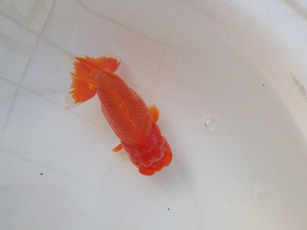 【愛知 小早川義幸 氏】タネにお勧め！！明け二歳らんちゅう 約14,5㎝ オス？