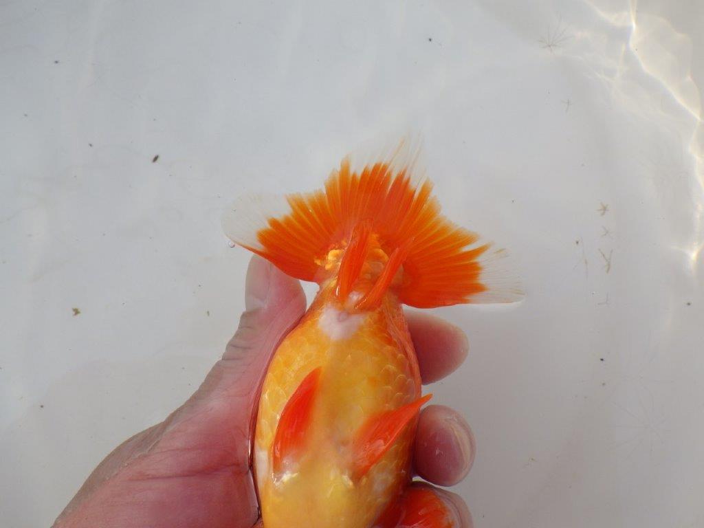 【愛知 小早川義幸 氏】タネにお勧め！！明け二歳らんちゅう 約14,5㎝ オス？