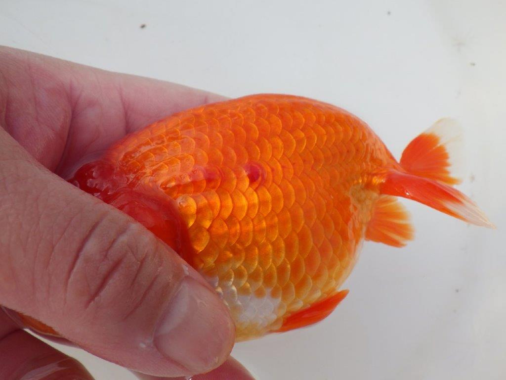 【愛知 小早川義幸 氏】タネにお勧め！！明け二歳らんちゅう 約14,5㎝ オス？