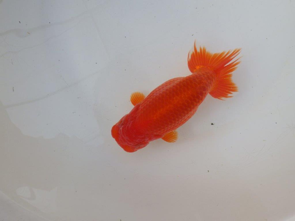 【愛知 小早川義幸 氏】色艶が良く美しい更紗明け二歳らんちゅう 約15,5㎝ メス？の上身