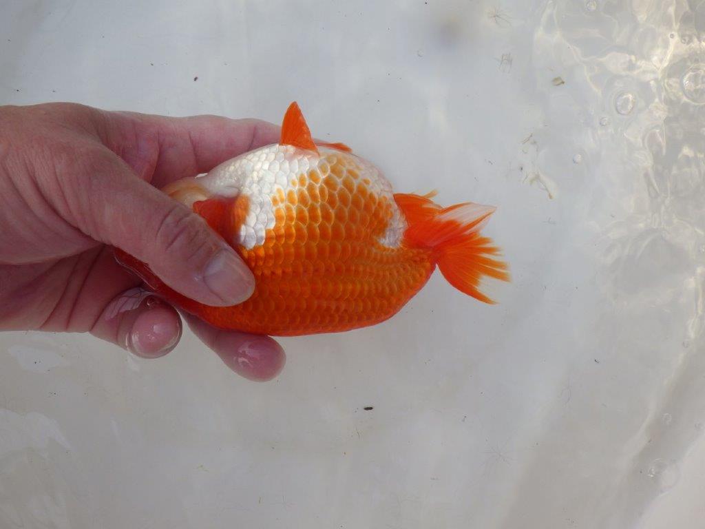 【愛知 小早川義幸 氏】色艶が良く美しい更紗明け二歳らんちゅう 約15,5㎝ メス？