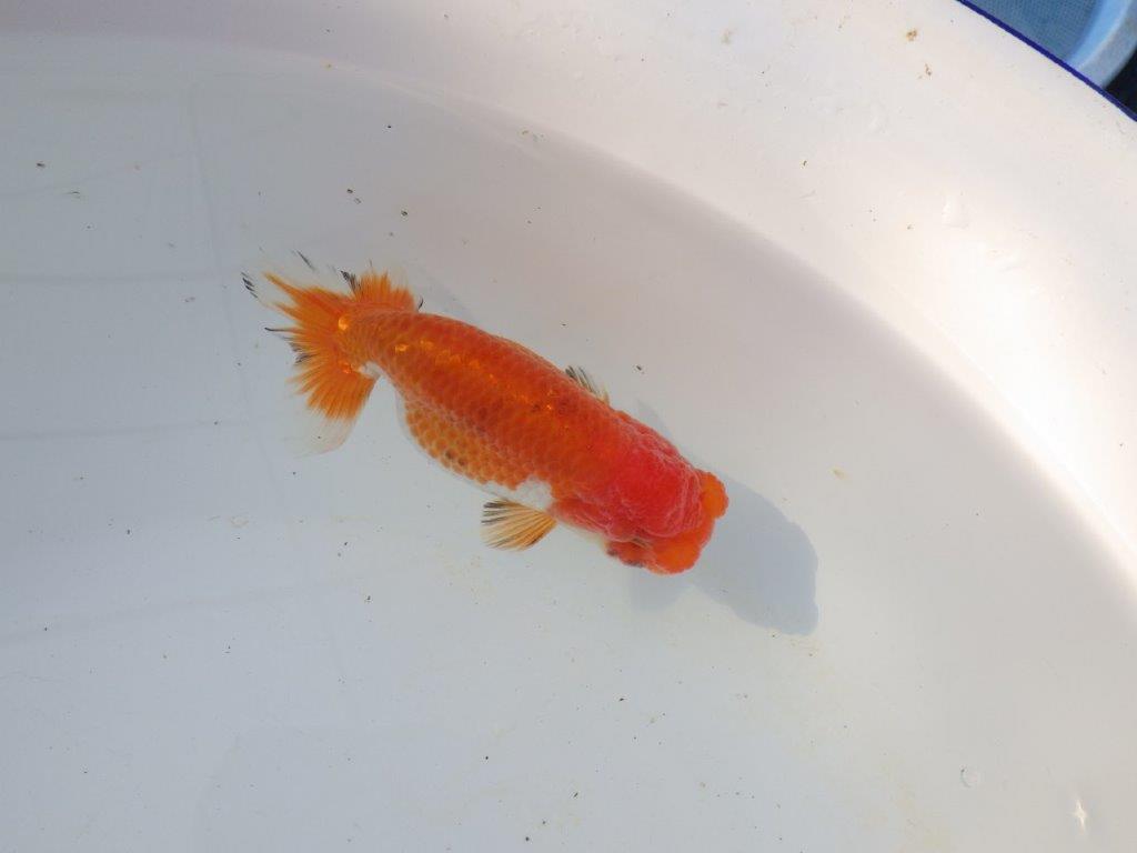 【愛知 磯村氏】お腹が柔らかい明け二歳らんちゅう 約13,5㎝ メス？