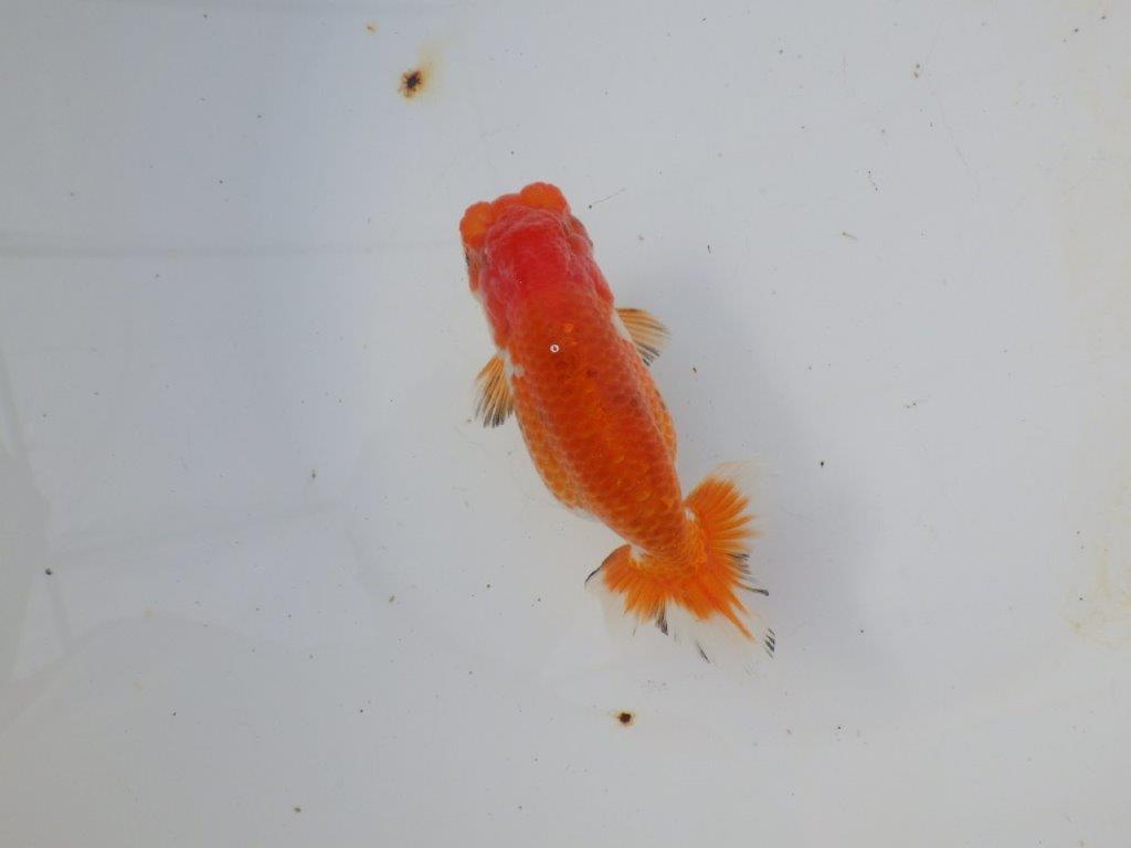 【愛知 磯村氏】お腹が柔らかい明け二歳らんちゅう 約13,5㎝ メス？