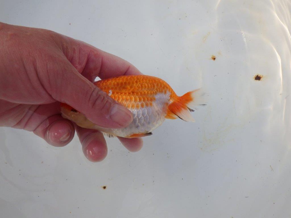 【愛知 磯村氏】お腹が柔らかい明け二歳らんちゅう 約13,5㎝ メス？