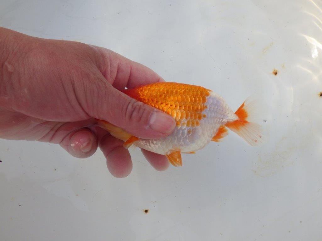 【愛知 磯村氏】今後に期待の明け二歳らんちゅう 約14㎝ メス？