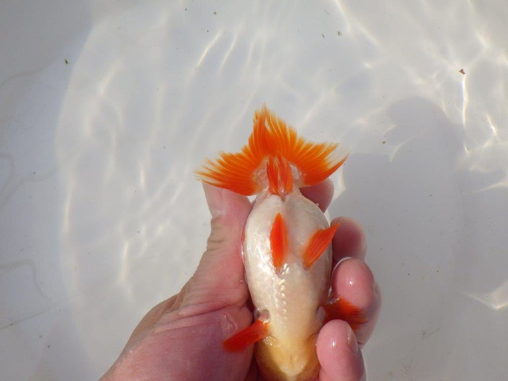 【全国トップブリーダー山田芳人氏】色艶も良い明け二歳らんちゅう 約12㎝ オス？