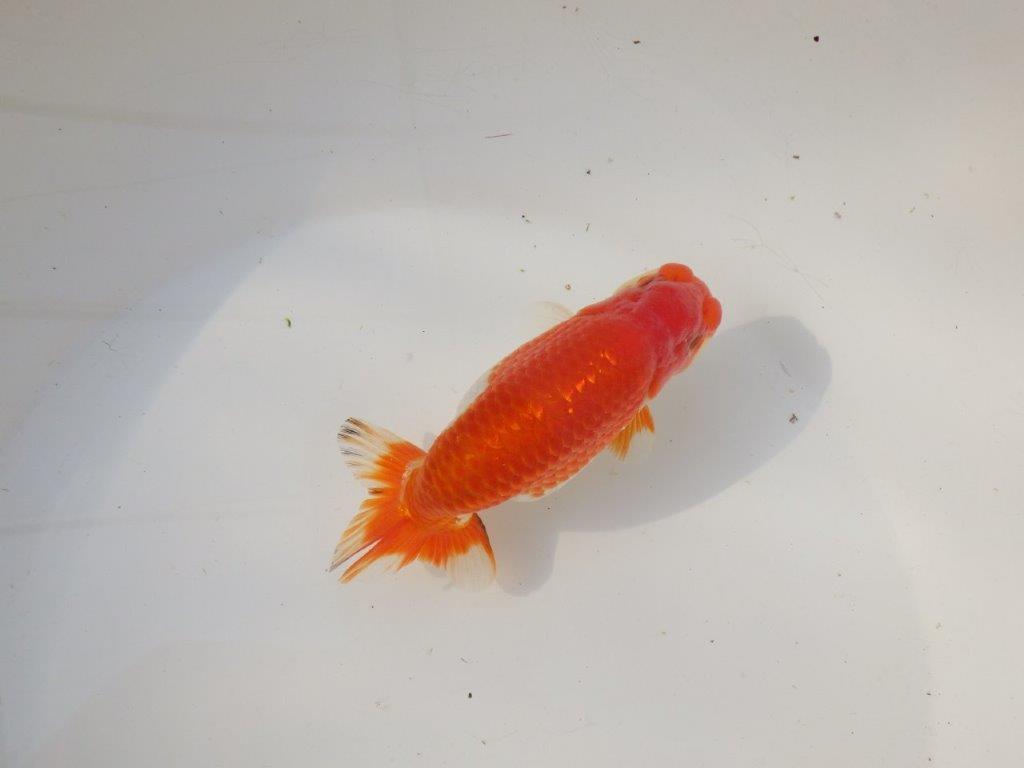 【全国トップブリーダー山田芳人氏】背、腰の綺麗な明け二歳らんちゅう 約12,5㎝ オス？の上身