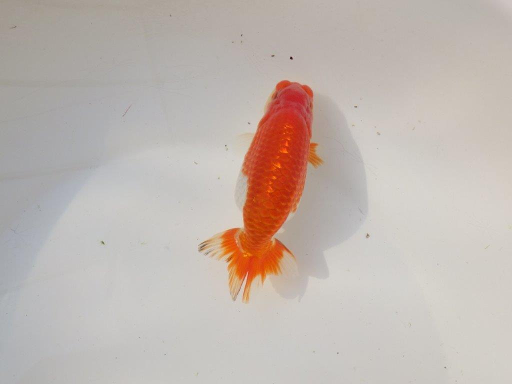 【全国トップブリーダー山田芳人氏】背、腰の綺麗な明け二歳らんちゅう 約12,5㎝ オス？