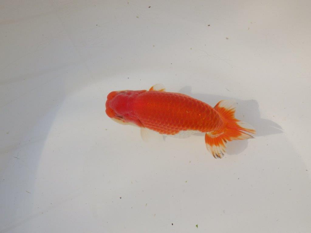 【全国トップブリーダー山田芳人氏】背、腰の綺麗な明け二歳らんちゅう 約12,5㎝ オス？