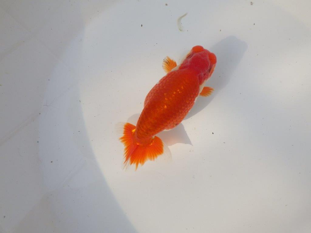 【全国トップブリーダー山田芳人氏】水槽映え明け二歳らんちゅう 約12㎝ オス？の上身