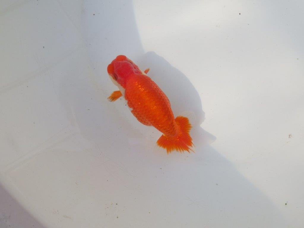 【全国トップブリーダー山田芳人氏】水槽映え明け二歳らんちゅう 約12㎝ オス？