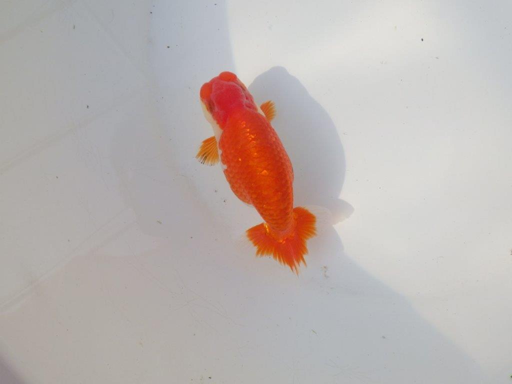 【全国トップブリーダー山田芳人氏】水槽映え明け二歳らんちゅう 約12㎝ オス？