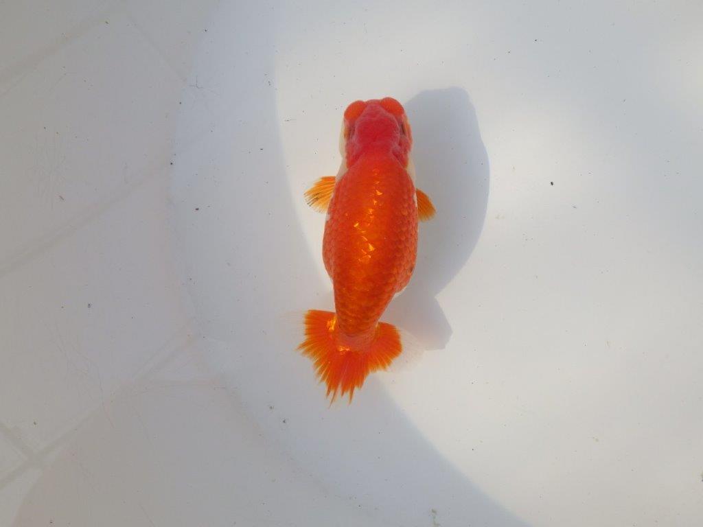 【全国トップブリーダー山田芳人氏】水槽映え明け二歳らんちゅう 約12㎝ オス？