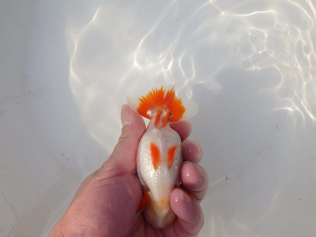 【全国トップブリーダー山田芳人氏】水槽映え明け二歳らんちゅう 約12㎝ オス？