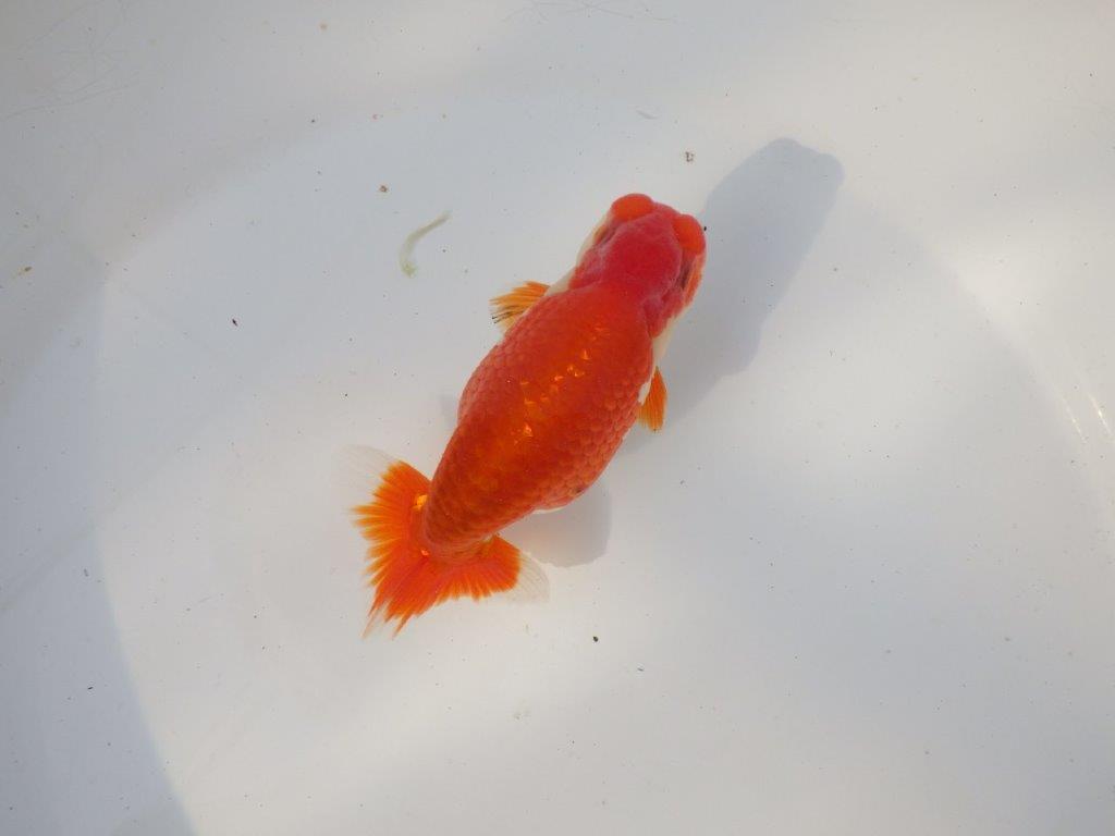 【全国トップブリーダー山田芳人氏】水槽映え明け二歳らんちゅう 約12㎝ オス？