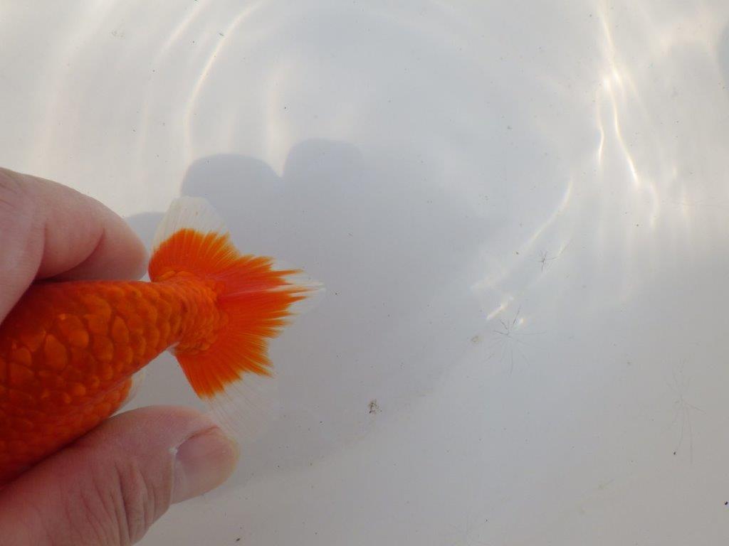 【全国トップブリーダー山田芳人氏】水槽映え明け二歳らんちゅう 約12㎝ オス？