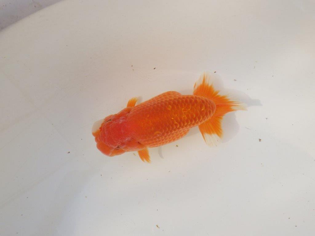 【全国トップブリーダー山田芳人氏】幅のある体系！明け二歳らんちゅう 約13㎝ オス？