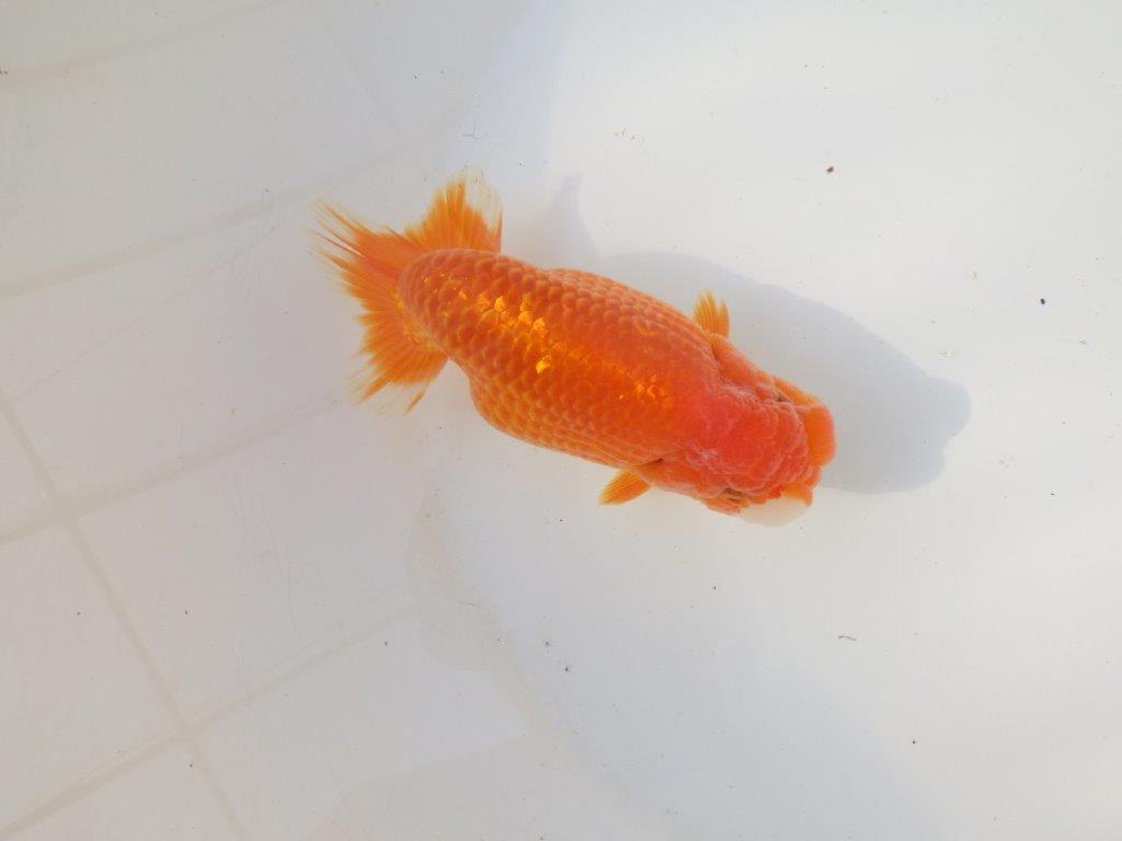 【全国トップブリーダー山田芳人氏】幅のある体系！明け二歳らんちゅう 約13㎝ オス？