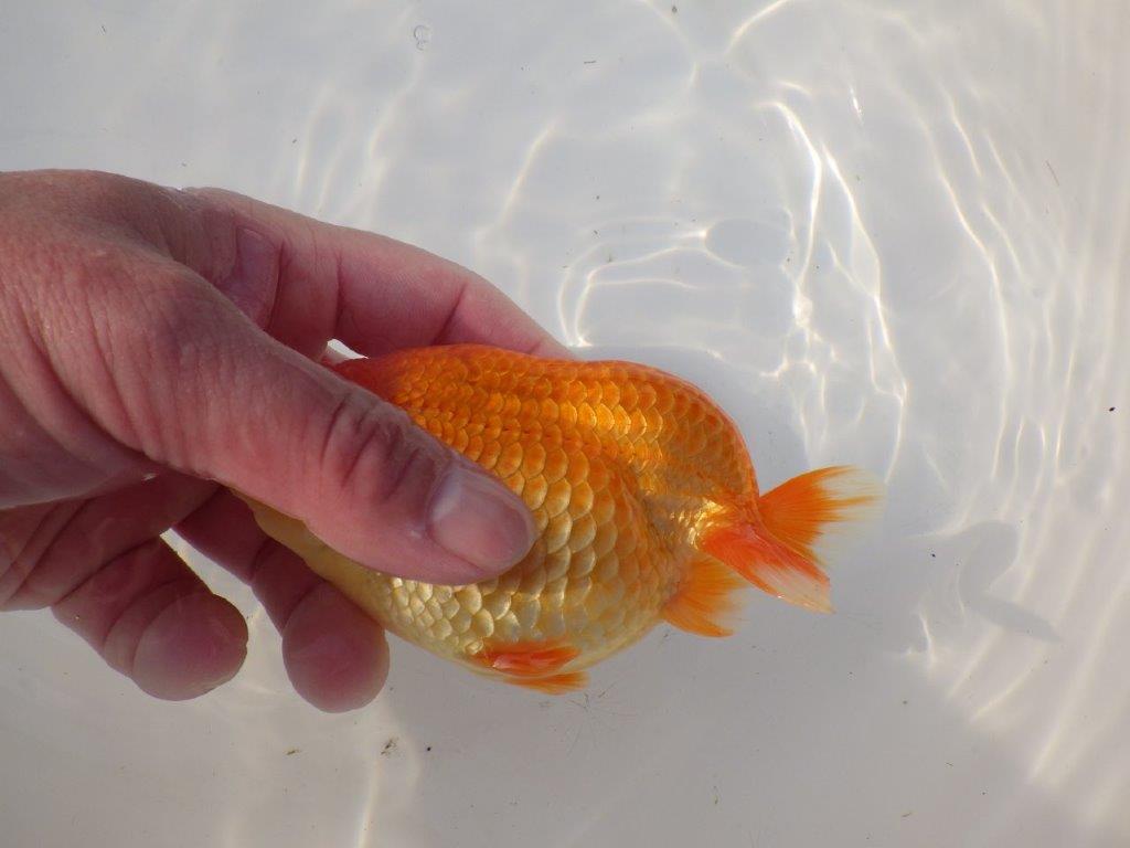 【全国トップブリーダー山田芳人氏】幅のある体系！明け二歳らんちゅう 約13㎝ オス？