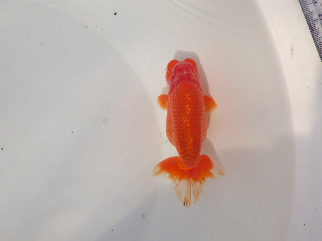 【全国トップブリーダー山田芳人氏】独特な頭が魅力！明け二歳らんちゅう 約13㎝ オス？