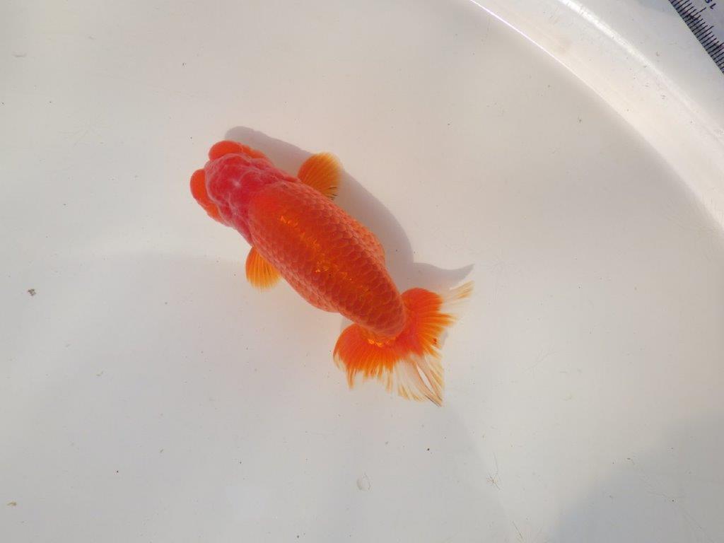 【全国トップブリーダー山田芳人氏】独特な頭が魅力！明け二歳らんちゅう 約13㎝ オス？