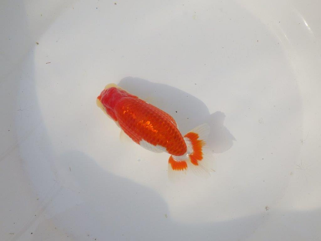 【全国トップブリーダー山田芳人氏】美しい背のライン！明け二歳らんちゅう 約13,5㎝ オス？