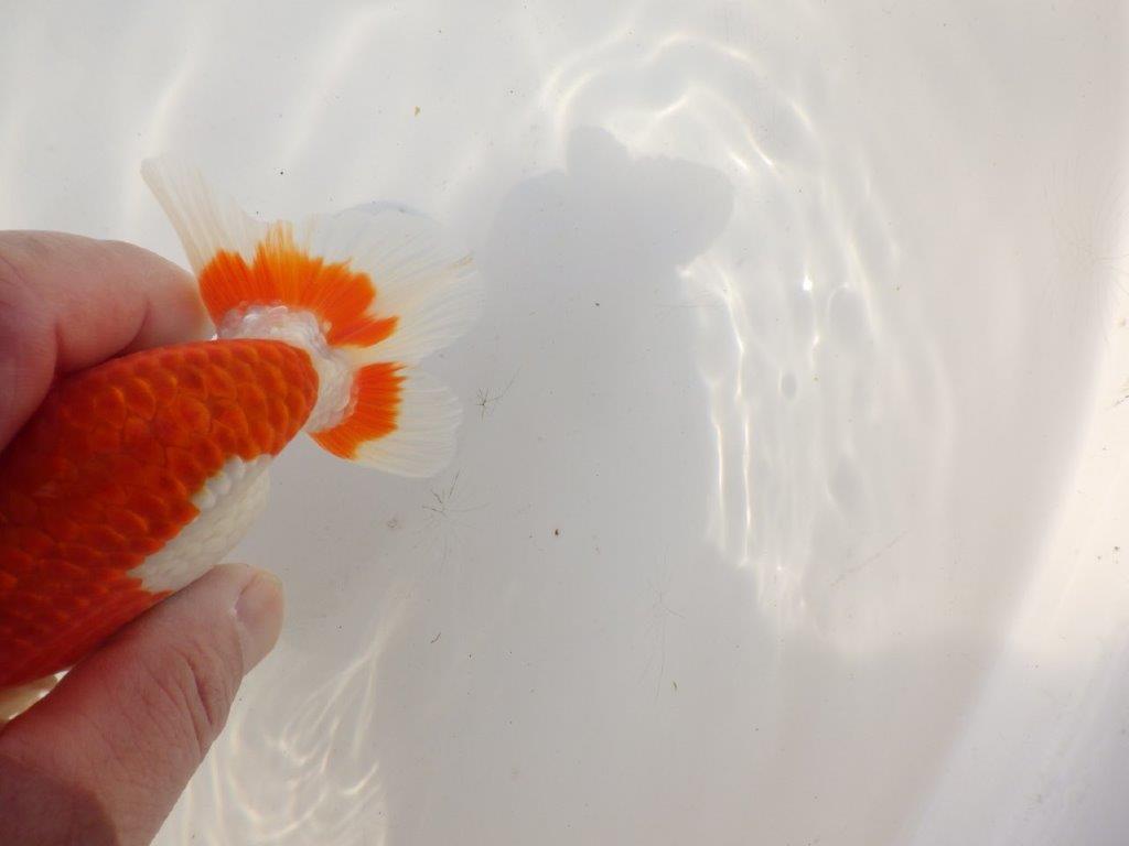 【全国トップブリーダー山田芳人氏】美しい背のライン！明け二歳らんちゅう 約13,5㎝ オス？