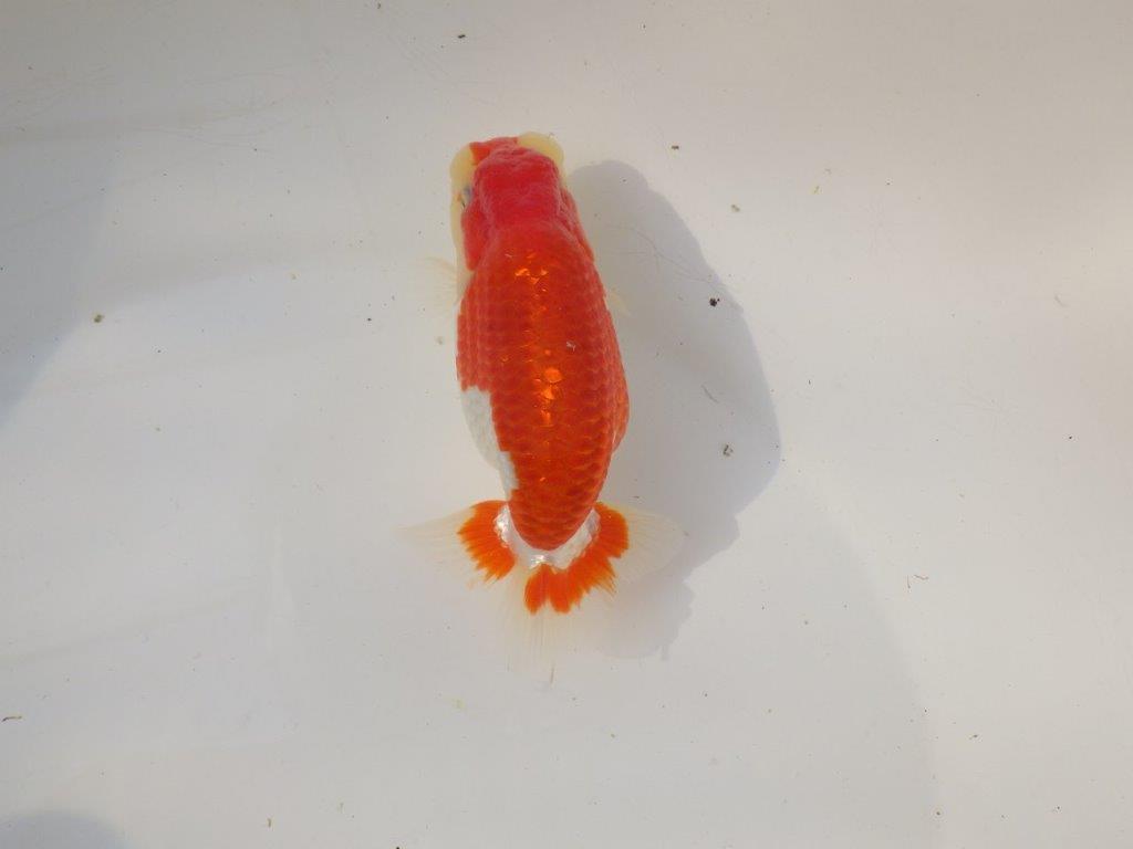 【全国トップブリーダー山田芳人氏】美しい背のライン！明け二歳らんちゅう 約13,5㎝ オス？