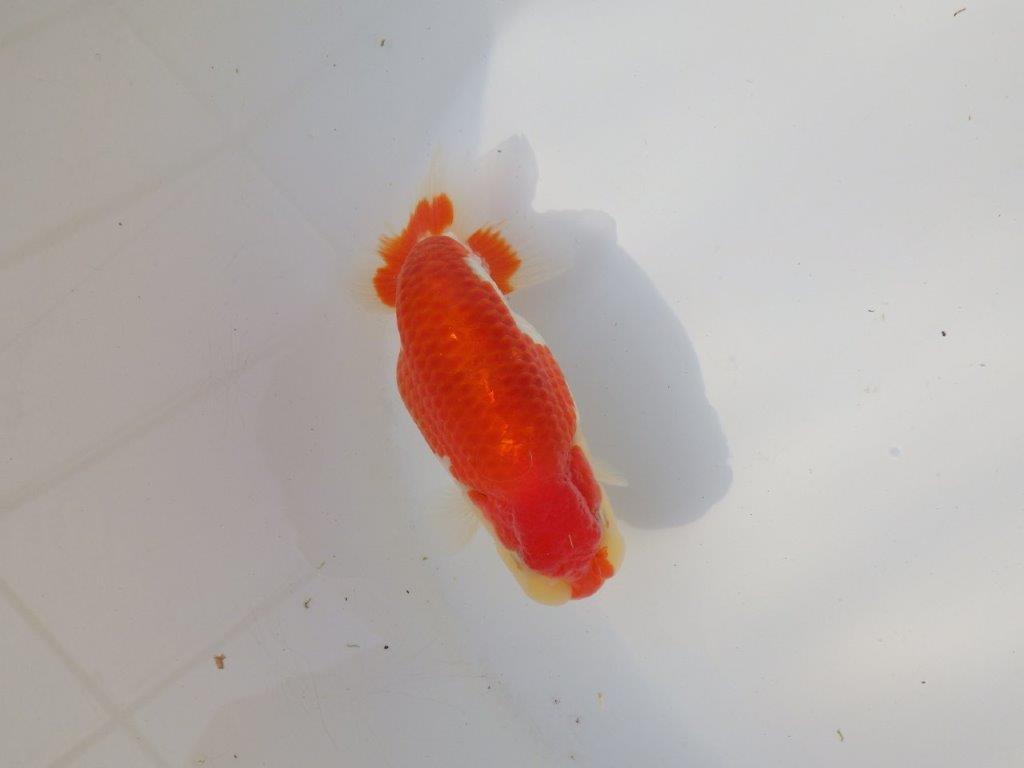 【全国トップブリーダー山田芳人氏】美しい背のライン！明け二歳らんちゅう 約13,5㎝ オス？